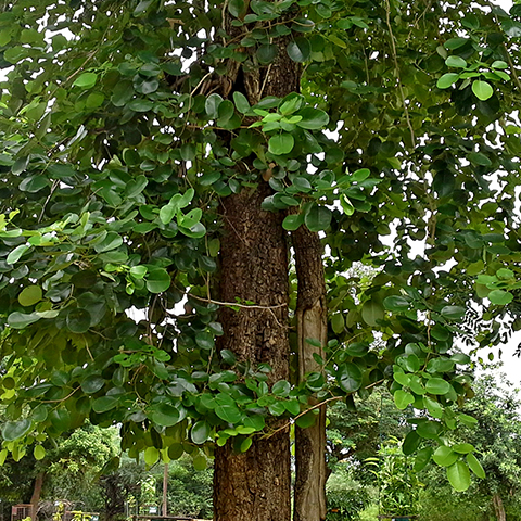 Communal Garden